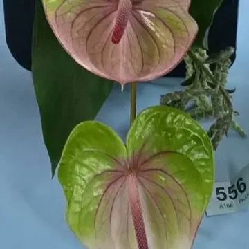 Flower Club Jan 2017 Wp_20170111_21_35_09_pro  3