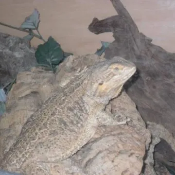 Bearded Dragon