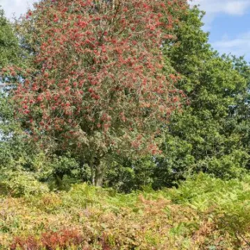 Maiden Castle in August 37