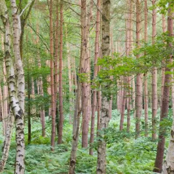 Peckforton Woods 4 2