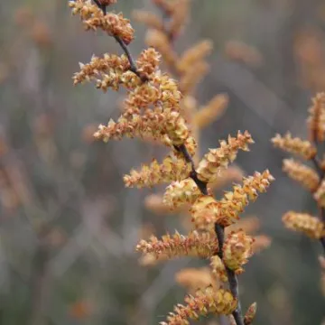 Bog Myrtle