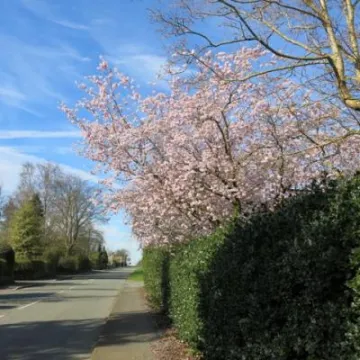 Springtime in Tarvin Img_5539