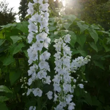Flower Club June 2017 P1030284