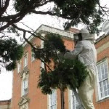 Bee Swarm & Keeper 01