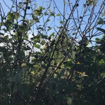 Sloes in the woodland