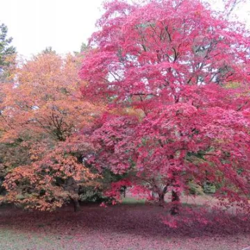 Colourful trees