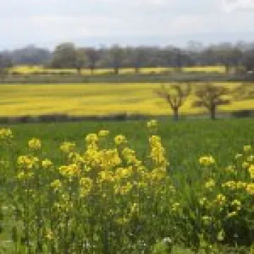 Spring fields