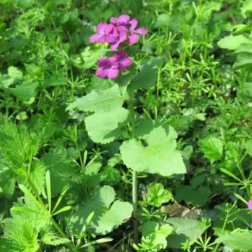 Spring Flowers Img_6927 (1)