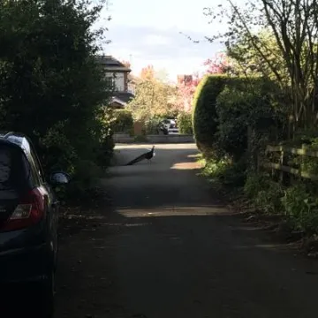 Tarvin Peacock Image3 (1)