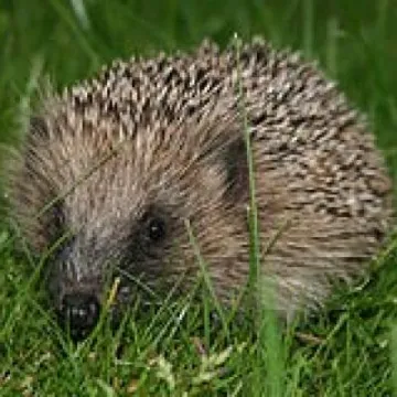 Hedgehog