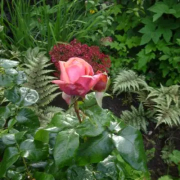 Flower Club June 2019 P1030754