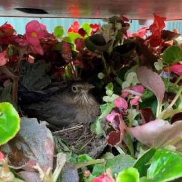 Grosvenor Park Birds 3