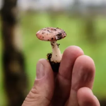 Fungal Foray 12