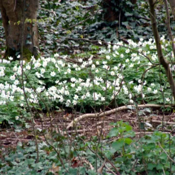 Wood Anemones In A Drift