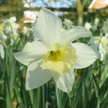 Keith Barker Woodland photos April 2020 (4)