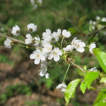 Woodland Walk (1) Img_7838