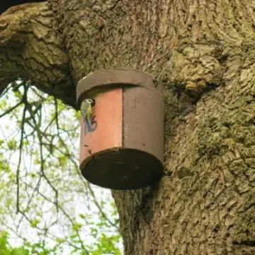 Woodland Walk (7)Img_7858