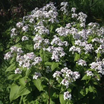 FEA6C41A-6E6C-4AA0-A5B7-5F0EC06ED23D