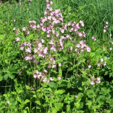 Woodland Walk KB Image003 (7)