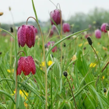 Fritillaries