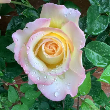 photos in the rain