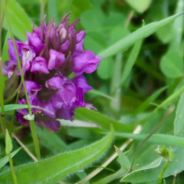 Flowers 4