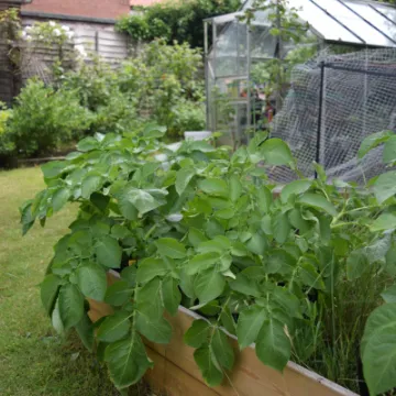 Spuds 1