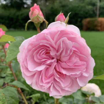 "Olivia Rose Austin"