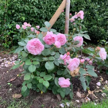 "Olivia Rose Austin" 2020