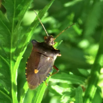 Turnpike field wildlife