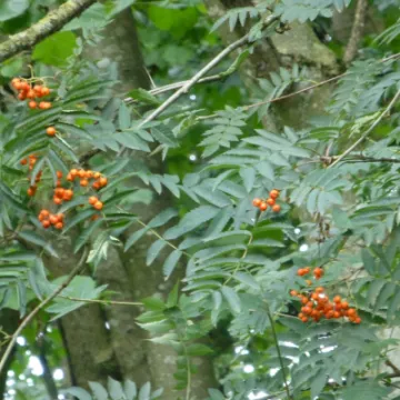 TCW Rowan   Berries  2  (1)