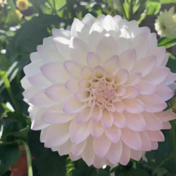 dahlia 4