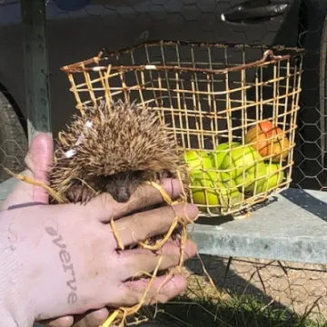 hedgehog3