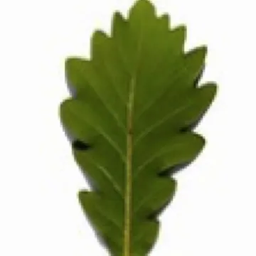 Turnpike Field Leaves