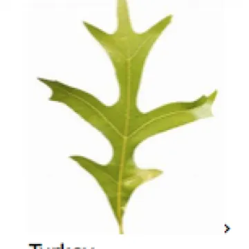 Turnpike Field Leaves