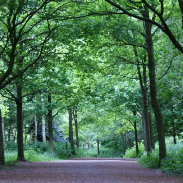 groans-walk-tarvin-woodland