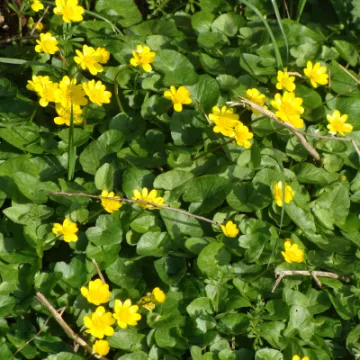 Lesser Celandine  2