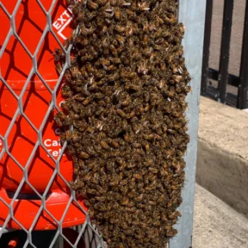 31 May &ndash; Bexley Heath Service Station