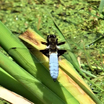 Dragonfly