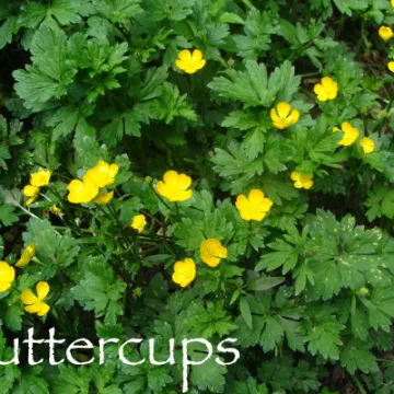 Buttercups