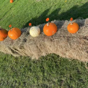 Pumpkin Patch 3 2021