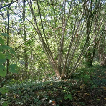 Woodlands Tarvin Autumn 2021