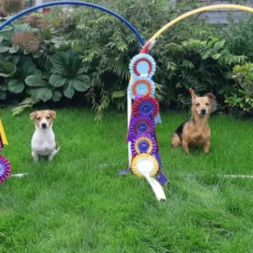 Momo and Maya with their rosettes