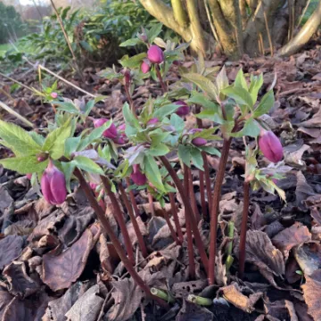 C9785AB7-FB48-49A9-ABB6-B3C984390AB2