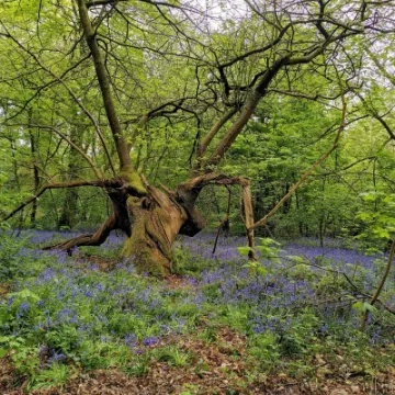 bluebells 1