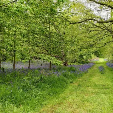 bluebells 2