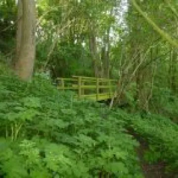 Wooden_Foot_Bridge_On_The_Woodland_Walk