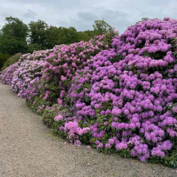 IMG 0981