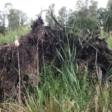 E943C75B-B7CD-4D33-9295-EA4CDA26AA5D