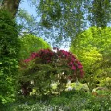 Branklyn Gardens jpg4